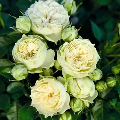 Саженцы роз БЛАНШЕТТ спрей  Саженцы роз БЛАНШЕТТ спрей в Орле