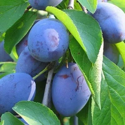 Слива ПЕРДРИГОН  Слива ПЕРДРИГОН в Орле