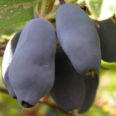 Жимолость съедобная КРУПНОПЛОДНАЯ в Орле