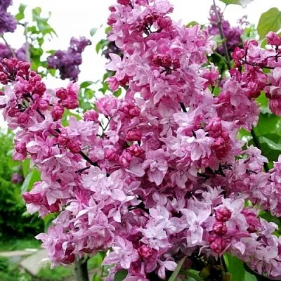 Сирень ОЛИМПИАДА КОЛЕСНИКОВА  Сирень ОЛИМПИАДА КОЛЕСНИКОВА в Орле