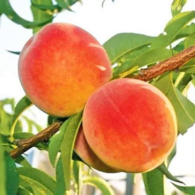 Персик ОНТАРИО  Персик ОНТАРИО в Орле