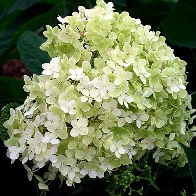 Гортензия СТЕРИЛИС древовидная   Гортензия СТЕРИЛИС древовидная  в Орле