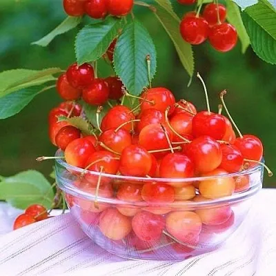 Черешня НАСЛАЖДЕНИЕ  Черешня НАСЛАЖДЕНИЕ в Орле