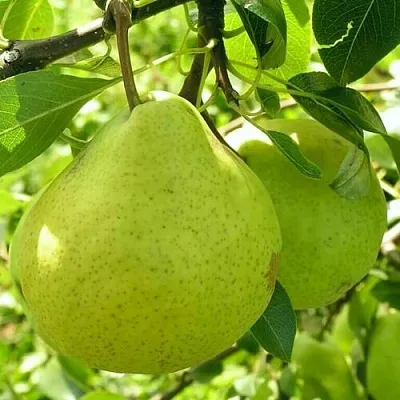 Груша ДАЛИКОР колонновидная  Груша ДАЛИКОР колонновидная в Орле