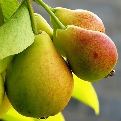 Груша  Груша в Орле