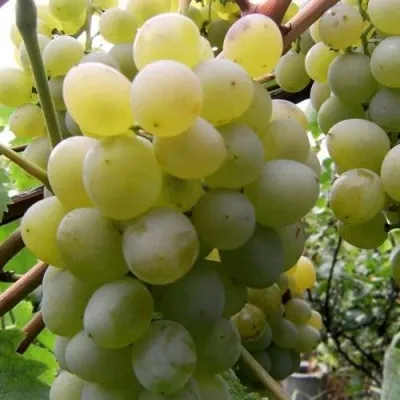 Виноград ТАЛИСМАН в Орле