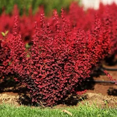 Барбарис ОРАНЖ РОКЕТ тунберга  Барбарис ОРАНЖ РОКЕТ тунберга в Орле