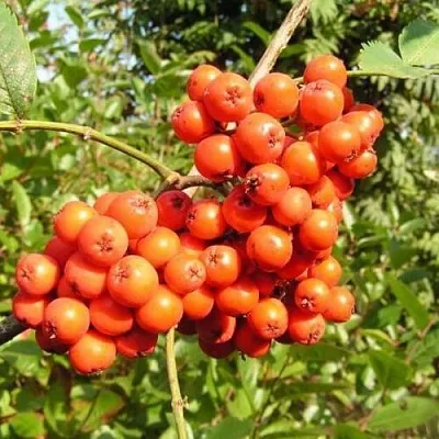 Рябина КОНЦЕНТРА сладкоплодная  Рябина КОНЦЕНТРА сладкоплодная в Орле