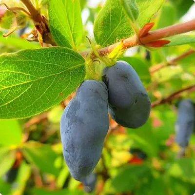 Жимолость съедобная БОРЕАЛ БЛИЗЗАРД (СЕВЕРНАЯ МЕТЕЛЬ)  Жимолость съедобная БОРЕАЛ БЛИЗЗАРД (СЕВЕРНАЯ МЕТЕЛЬ) в Орле