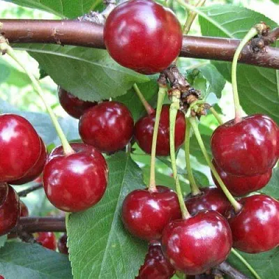 Вишня ТУРГЕНЕВКА  Вишня ТУРГЕНЕВКА в Орле