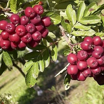 Рябина БУРКА сладкоплодная  Рябина БУРКА сладкоплодная в Орле