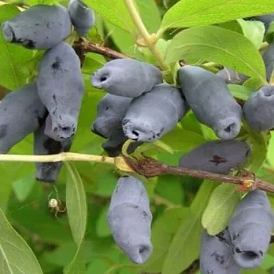 Жимолость съедобная РОКСАНА  Жимолость съедобная РОКСАНА в Орле