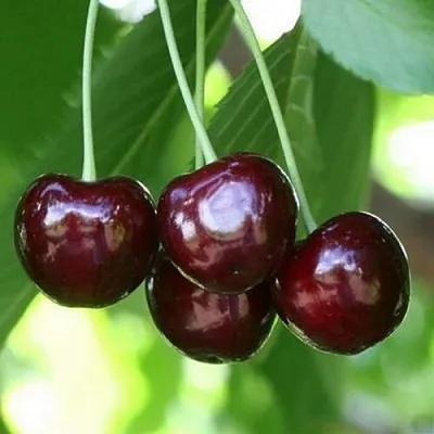 Черешня ЛЕНИНГРАДСКАЯ ЧЁРНАЯ  Черешня ЛЕНИНГРАДСКАЯ ЧЁРНАЯ в Орле