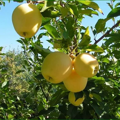 Яблоня ГОЛДЕН МИЛЛЕНИУМ  Яблоня ГОЛДЕН МИЛЛЕНИУМ в Орле