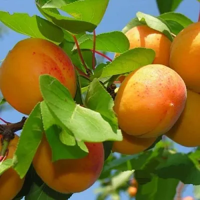 Абрикос КИЕВСКИЙ РАННИЙ в Орле