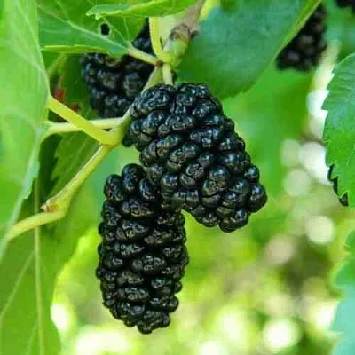 Шелковица  Шелковица в Орле