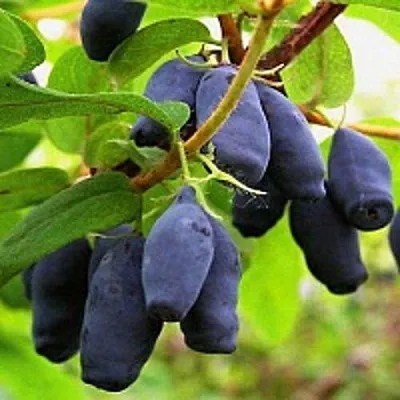 Жимолость съедобная МОСКОВСКАЯ в Орле