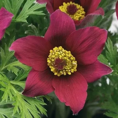 Прострел ПИНВИЛ РЕД ШЕЙДЕС в Орле