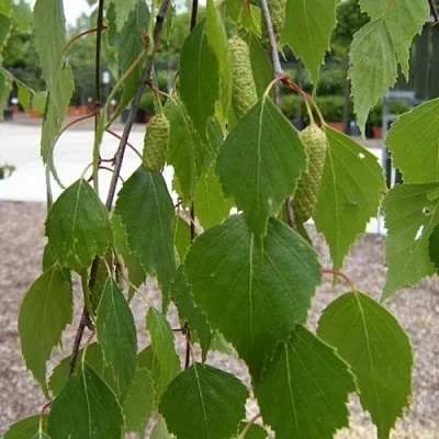 Береза ФАСЦИНЕЙШЕН белая   Береза ФАСЦИНЕЙШЕН белая  в Орле
