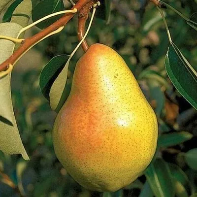 Груша ВЕЛЕСА  Груша ВЕЛЕСА в Орле