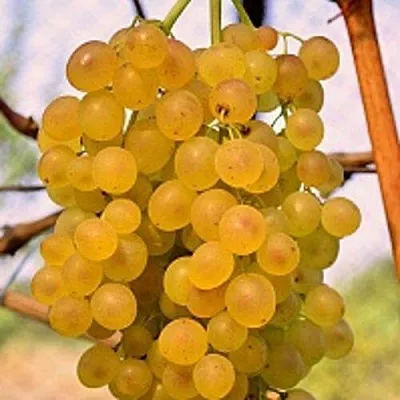 Виноград КИШМИШ КОКТЕЙЛЬ  Виноград КИШМИШ КОКТЕЙЛЬ в Орле