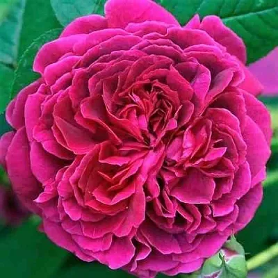 Саженцы роз ВИЛЬЯМ ШЕКСПИР английская  Саженцы роз ВИЛЬЯМ ШЕКСПИР английская в Орле