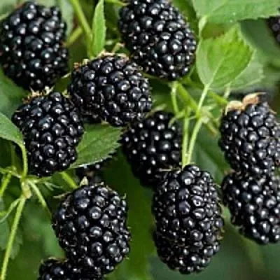 Бесшипная  Бесшипная в Орле