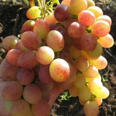 Виноград ТАСОН  Виноград ТАСОН в Орле