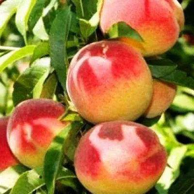 Персик НОВОСЕЛКОВСКИЙ  Персик НОВОСЕЛКОВСКИЙ в Орле