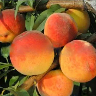 Персик РОЯЛ ВИ  Персик РОЯЛ ВИ в Орле