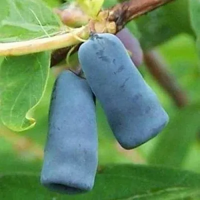 Жимолость съедобная ЗИНРИ  Жимолость съедобная ЗИНРИ в Орле