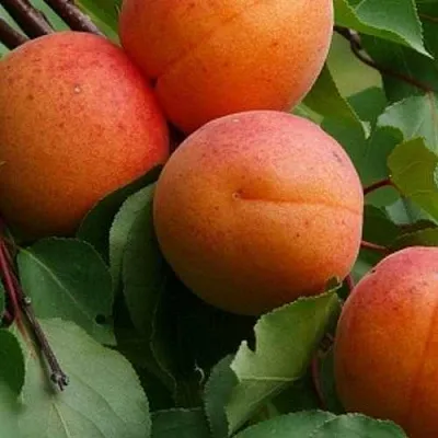 Абрикос ГРАФИНЯ в Орле