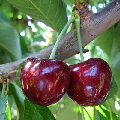 Черешня СЮБАРОВСКАЯ  Черешня СЮБАРОВСКАЯ в Орле