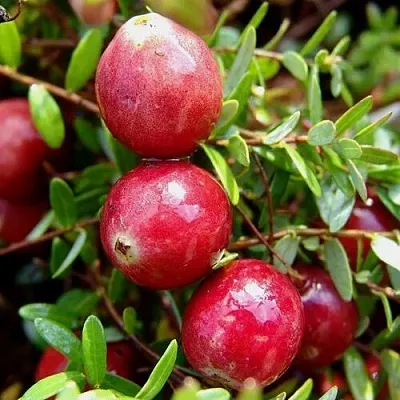 Клюква СТИВЕНС  Клюква СТИВЕНС в Орле