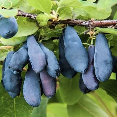 Жимолость съедобная СИБИРЯЧКА  Жимолость съедобная СИБИРЯЧКА в Орле