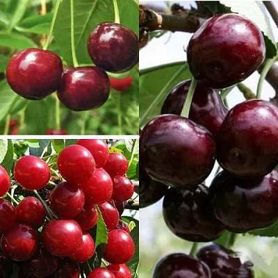 Комплект ВИШНЕВЫЙ САД в Орле