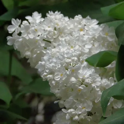 Сирень РУССКИЙ СЕВЕР  Сирень РУССКИЙ СЕВЕР в Орле