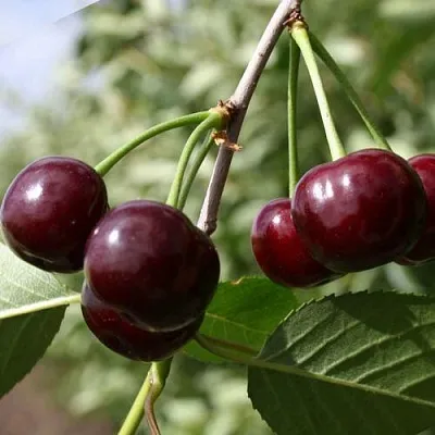 Вишня ЖАДАНА  Вишня ЖАДАНА в Орле