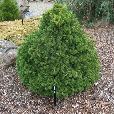 Ель ТОМПА обыкновенная  Ель ТОМПА обыкновенная в Орле