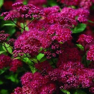 Спирея АНТОНИ ВАТЕРЕР японская  Спирея АНТОНИ ВАТЕРЕР японская в Орле