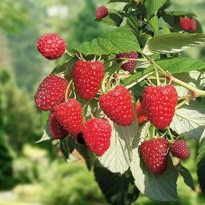 Малина РУБИФОЛ в Орле