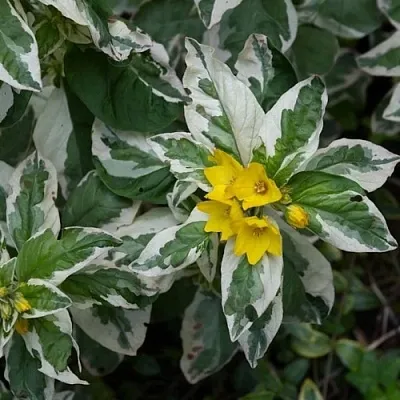 Вербейник АЛЕКСАНДР точечный  Вербейник АЛЕКСАНДР точечный в Орле