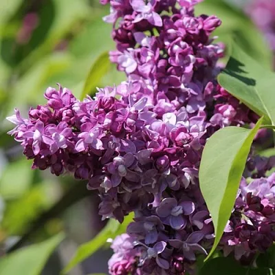 Сирень ИЗОБИЛИЕ  Сирень ИЗОБИЛИЕ в Орле