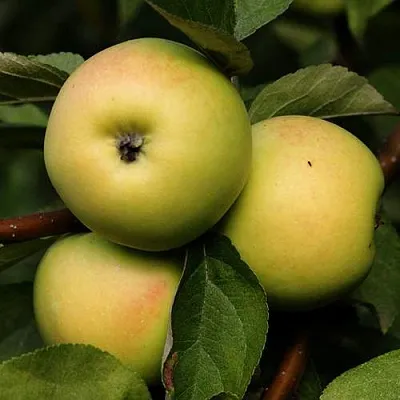 Яблоня ДАНИЛА  Яблоня ДАНИЛА в Орле