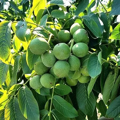 Грецкий орех  ИЗЯЩНЫЙ  Грецкий орех  ИЗЯЩНЫЙ в Орле