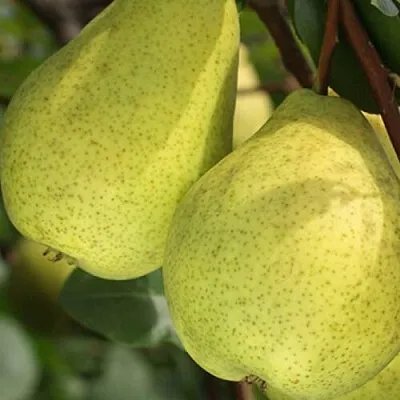 Груша СКАЗОЧНАЯ   Груша СКАЗОЧНАЯ  в Орле