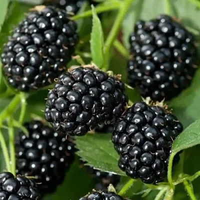 Ежевика ТРИПЛ КРАУН бесшипная  Ежевика ТРИПЛ КРАУН бесшипная в Орле