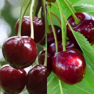 Комплект ВИШНЕВЫЙ ТАНДЕМ в Орле