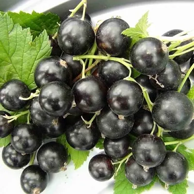 Смородина черная ТИТАНИЯ  Смородина черная ТИТАНИЯ в Орле