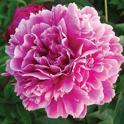 Пион ПУРПУРНАЯ ФЕЕРИЯ травянистый  Пион ПУРПУРНАЯ ФЕЕРИЯ травянистый в Орле